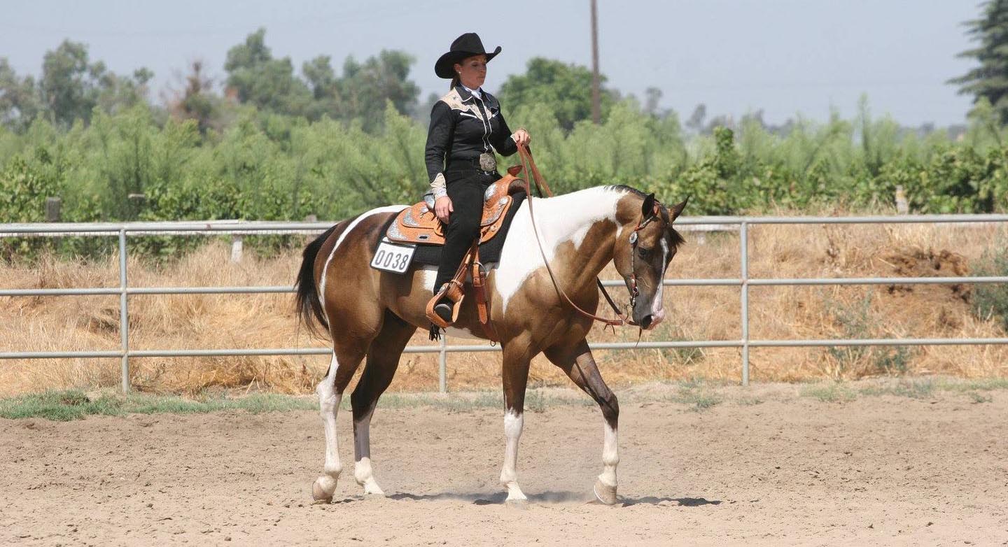 Buckskin Paint Horse Gelding, American Quarter Horse